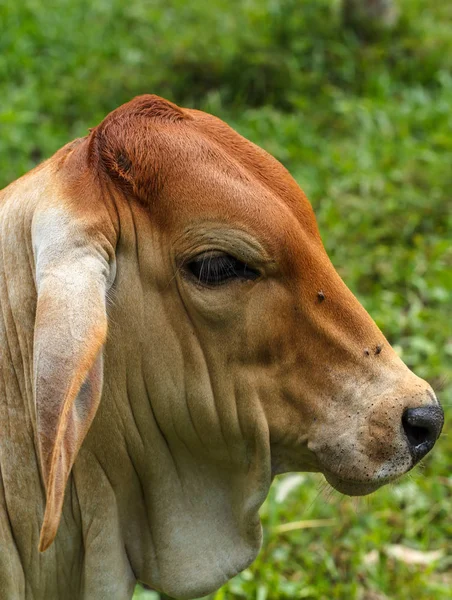 The cows graze in a field. Cows are breeding in thailand