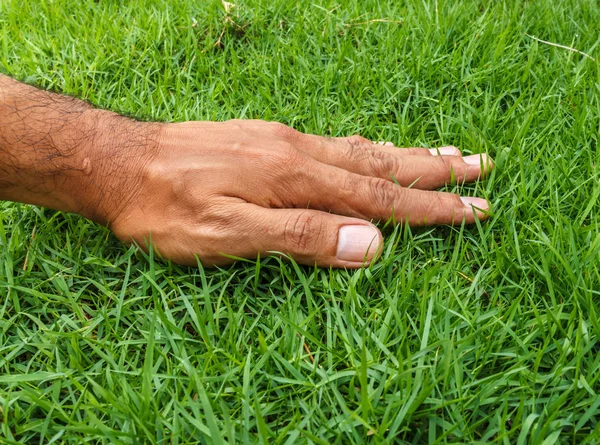 Hand Green Fresh Grass Front Yard — Stock Photo, Image