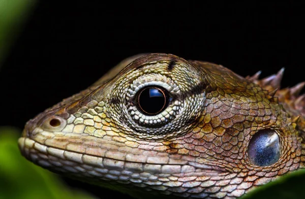 Close Kameleon Geïsoleerd Grote Zwarte Achtergrond — Stockfoto