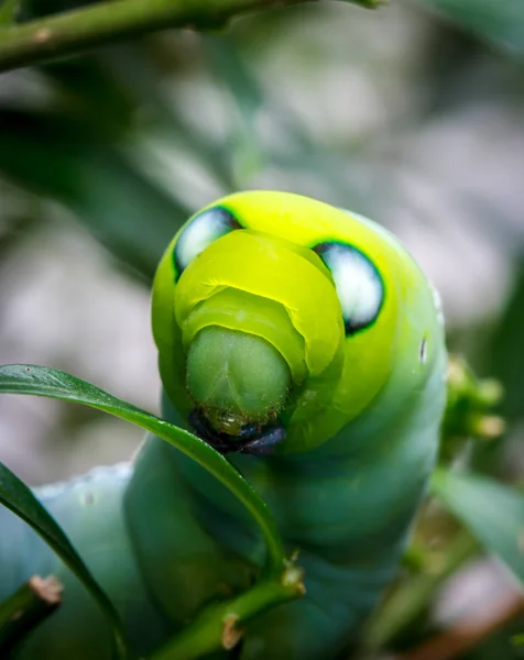 Raupen Oder Larven Der Schmetterlingsraupe Raupen Fressen Blätter — Stockfoto