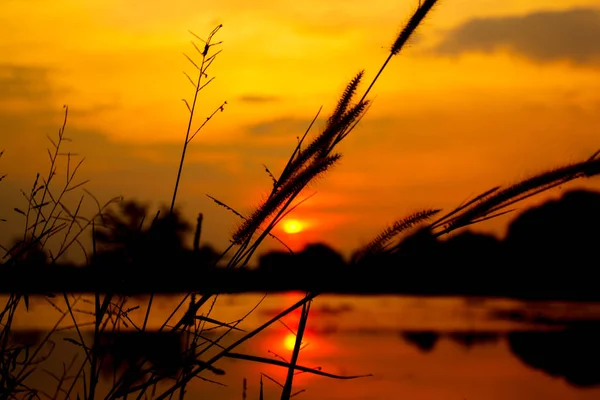 Sylwetka Trawa Zbliżenie Kwiatów Zachodzie Słońca Odkryty — Zdjęcie stockowe