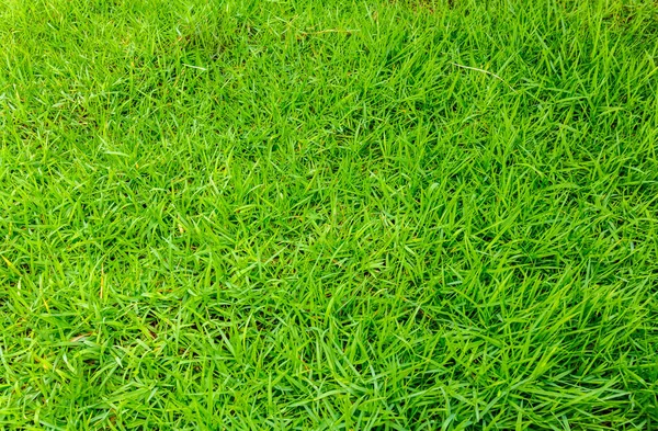 Beautiful Green Grass Area Front Yard Garden Stock Photo