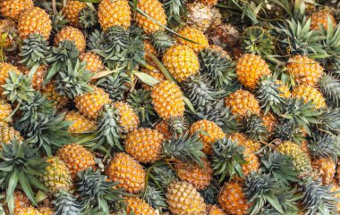 Ananas çok fazla bir araya