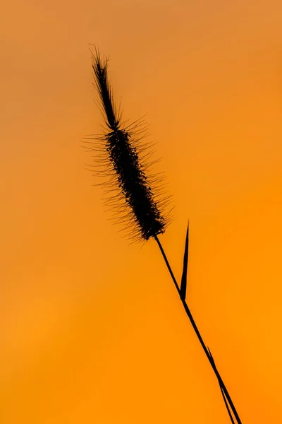 Close Van Tropische Gras Bloem Van Prachtige Natuur — Stockfoto