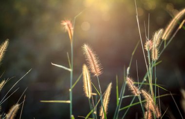 Tropikal çimen çiçek güzel doğada kapatın