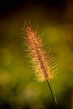Tropikal çimen çiçek güzel doğada kapatın