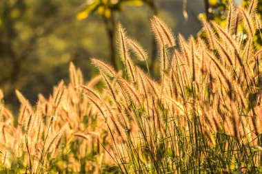 Tropikal çimen çiçek güzel doğada kapatın