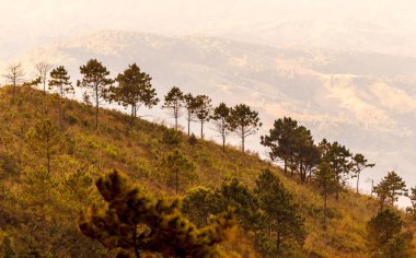 Forest Hill manzaraları Şafak çok güzel