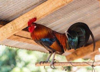Sabah gündoğumu renklerde ötme horoz.