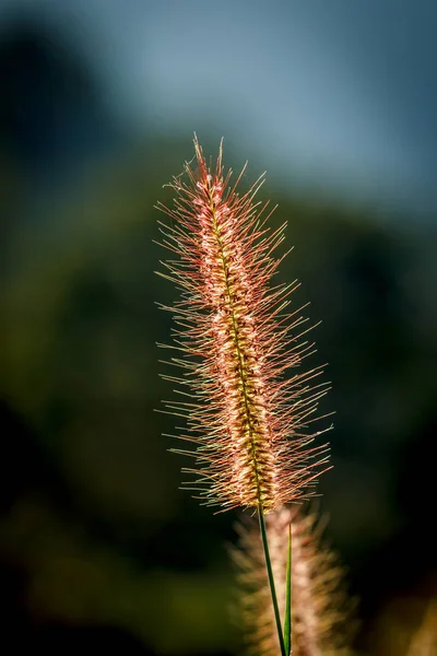 Close Tropical Grass Flower Beautiful Nature — Stock Photo, Image