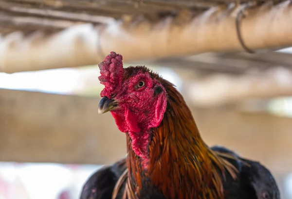 Colorful beautiful chicken with large size big