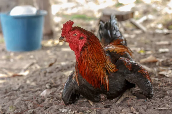 Bunte Schöne Hühner Mit Großer Größe Groß — Stockfoto