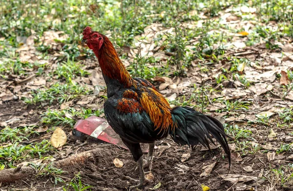 colorful beautiful chicken with large size big