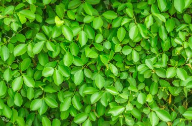 Yaprak yeşil arka plan. Minik yaprak yeşil arka plan