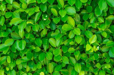 Yaprak yeşil arka plan. Minik yaprak yeşil arka plan