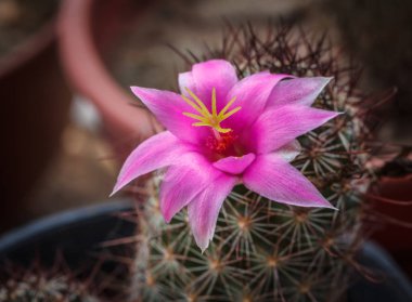 Kaktüs diken closeup Bahçe doğa güzel.