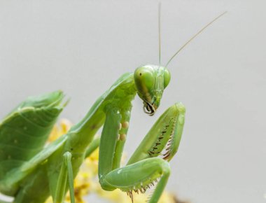 Peygamber devesi yeşil Peygamber devesi çiçek arkasında