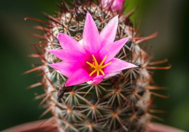 Kaktüs diken closeup Bahçe doğa güzel.