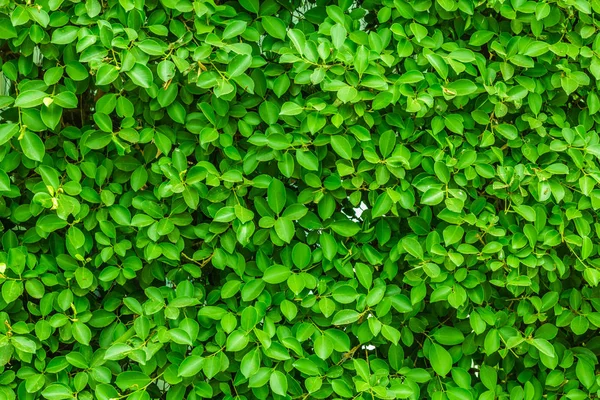 Yaprak yeşil arka plan. Minik yaprak yeşil arka plan