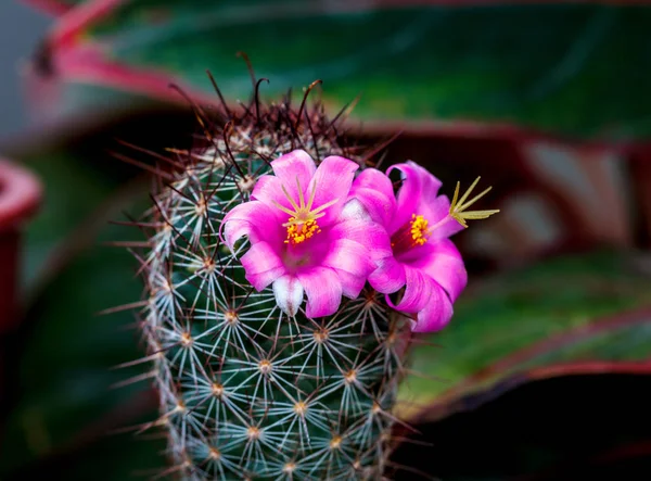 仙人掌与粉红色的花 小尺寸美丽 — 图库照片