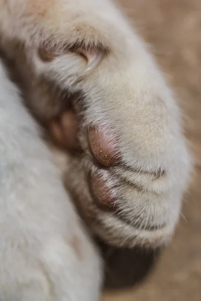 Katzenfüße Hautnah Porträt Des Fokus Auf Füße — Stockfoto