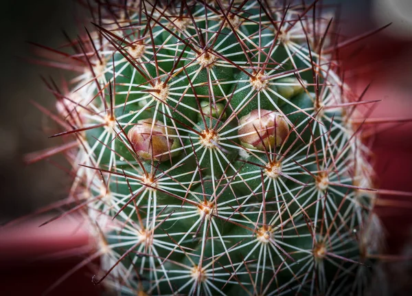 Zbliżenie Cierń Kaktus Natura Ogród Piękny — Zdjęcie stockowe