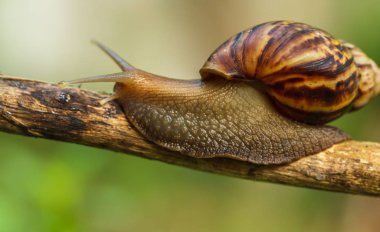 Doğadaki bitkilerin dalları üzerinde salyangoz sürün.