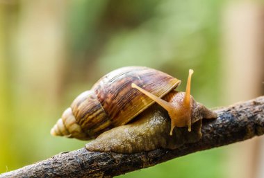 Doğadaki bitkilerin dalları üzerinde salyangoz sürün.