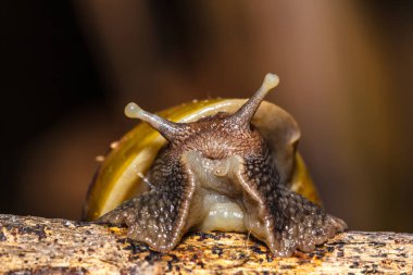 Doğadaki bitkilerin dalları üzerinde salyangoz sürün.