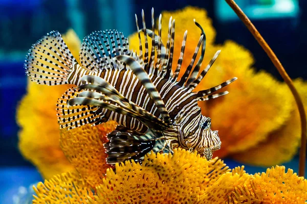 Рыба Лев Красивое Плавание Над Коралловым Рифом — стоковое фото