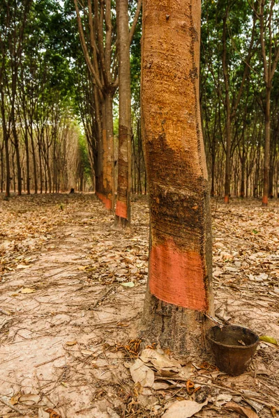 Rubber forest production during the holiday season.