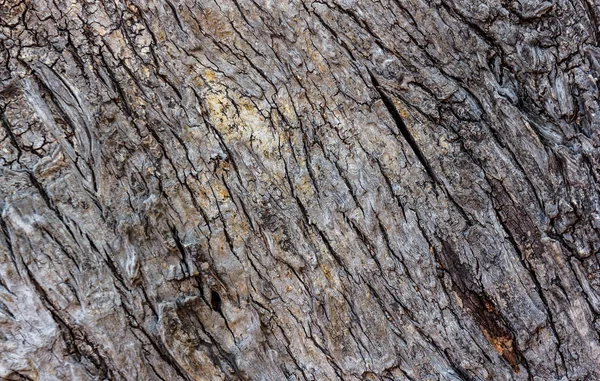 Holzhaut Rinde Textur Hautnah Der Natur — Stockfoto
