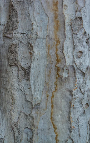 Textura Corteza Piel Madera Cerca Naturaleza — Foto de Stock