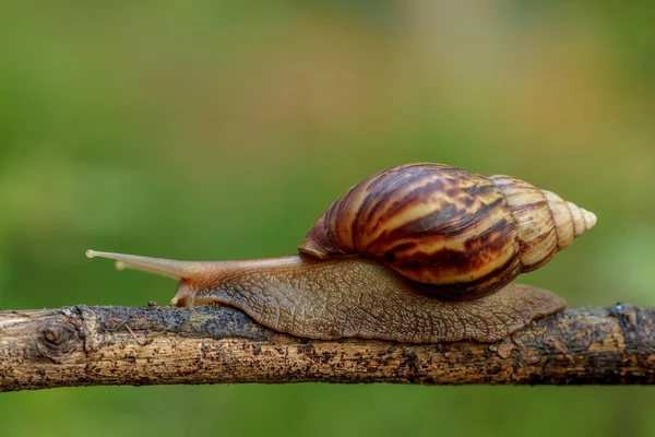 Snails Crawl Branches Plants Nature — Stock Photo, Image