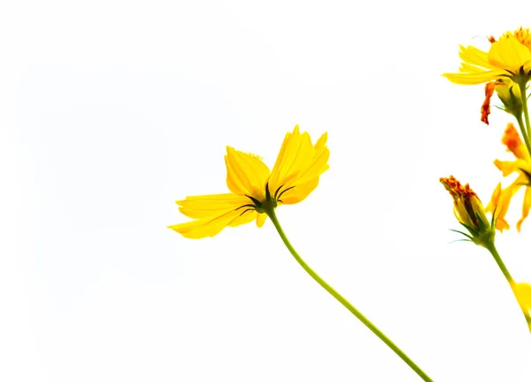 Las Flores Amarillas Hermoso Sobre Fondo Blanco — Foto de Stock