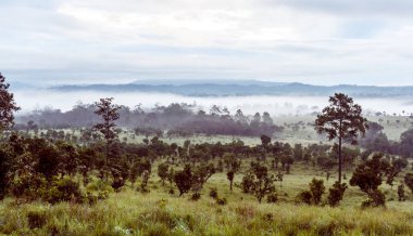 Orman savannah Mulk salang luang çam güzel doğal