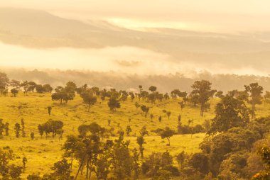 Orman savannah Mulk salang luang çam güzel doğal
