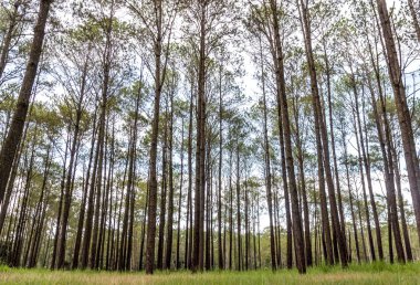 Vahşi çam ağaçları içinde güzel doğa taze soluduğumuz hava.