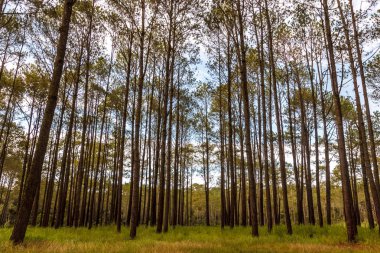 Vahşi çam ağaçları içinde güzel doğa taze soluduğumuz hava.