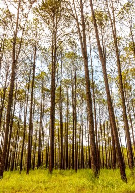 Yağmur ve güzel fern çam ağaçları