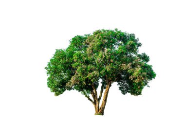 Güzel çalılar yalıtılmış, beyaz arkaplan