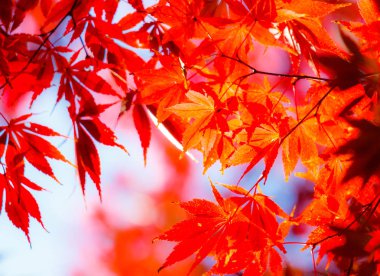 Güzel kırmızı akçaağaç yaprakları doğada, sonbahar