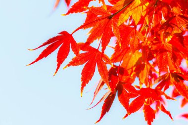 Güzel kırmızı akçaağaç yaprakları doğada, sonbahar