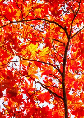 Güzel kırmızı akçaağaç yaprakları doğada, sonbahar