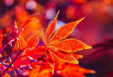 Sabahları güzel güneş ışığı ile renkli sonbahar.