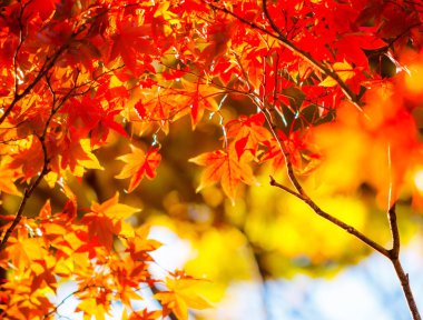 Güzel kırmızı akçaağaç yaprakları doğada, sonbahar