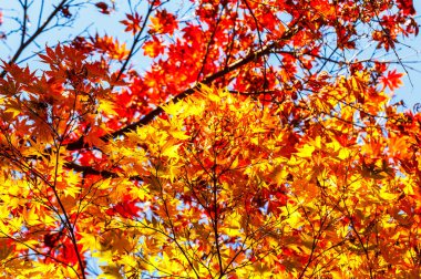 Renkli yeşillik sonbahar parkta güzel kırmızı akçaağaç doğa içinde bırakır..