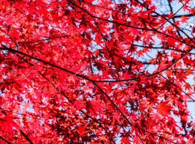 Güzel kırmızı akçaağaç yaprakları doğada, sonbahar