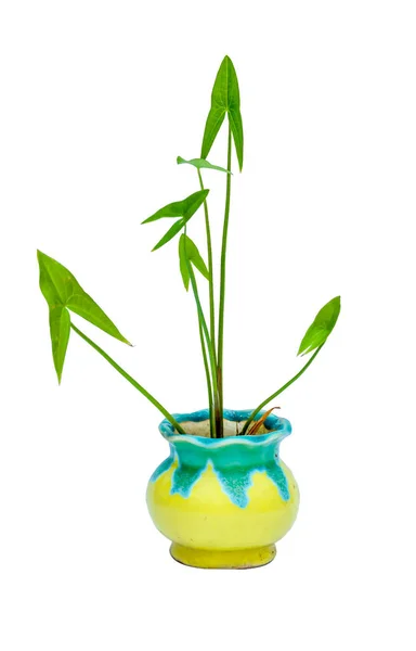 Beautiful Flowerpot White Background — Stock Photo, Image