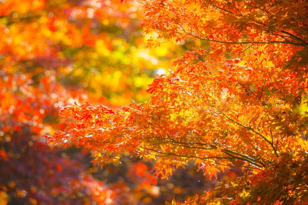 Schöne Rote Ahornblätter Der Natur Herbst — Stockfoto